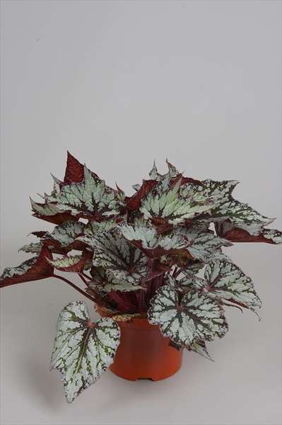 B. ‘Chimborazo’